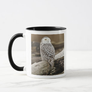 Caneca Canadá, Baía Boundary, Coruja-das-neves