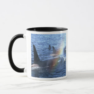 Caneca Canadá, Colúmbia Britânica, Johnstone Straight,