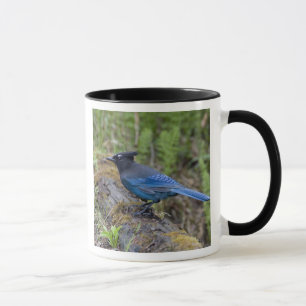 Caneca Canadá: Colúmbia Britânica, Yoho NP, Stellar jay,