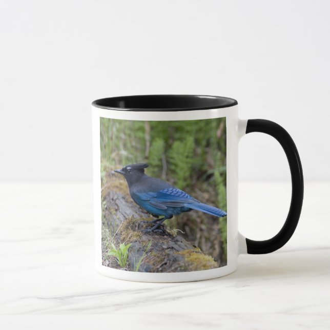 Caneca Canadá: Colúmbia Britânica, Yoho NP, Stellar jay, (Direita)
