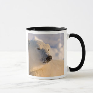 Caneca Canadá, Manitoba, Baía de Hudson   Urso Polar