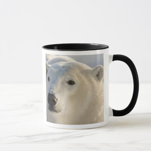 Caneca Canadá, Manitoba, Baía de Hudson | Urso Polar (Direita)