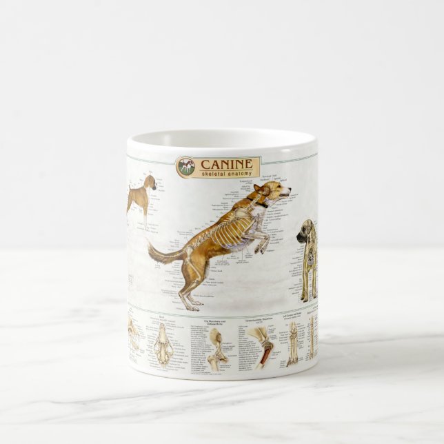 Caneca canina da anatomia (Centro)