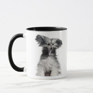 Caneca Cão com crista chinês (15 meses velho) no vento