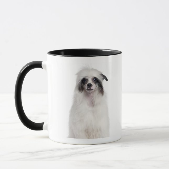 Caneca Cão com crista chinês (7 meses velho) (Esquerda)