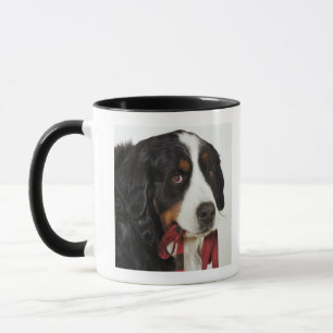 Caneca Cão de montanha de Bernese (Berner Sennenhund) co