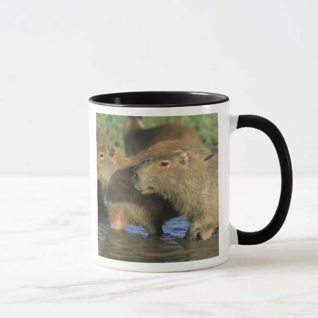 Caneca Capivara, Hydrochaeris hydrochaeris), mundo's (Direita)
