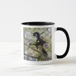 Caneca Capuchin Branco-Enfrentado, Guanacaste, Costa Rica