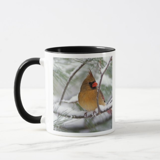 Caneca Cardinal do norte fêmea em pinheiro coberto de nev (Esquerda)