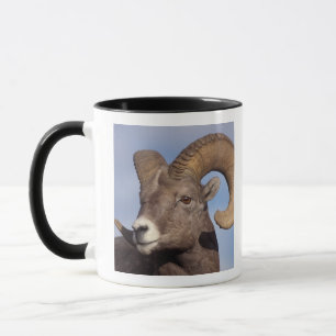 Caneca carneiro bighorn, carneiro montês, Ovis canadensis