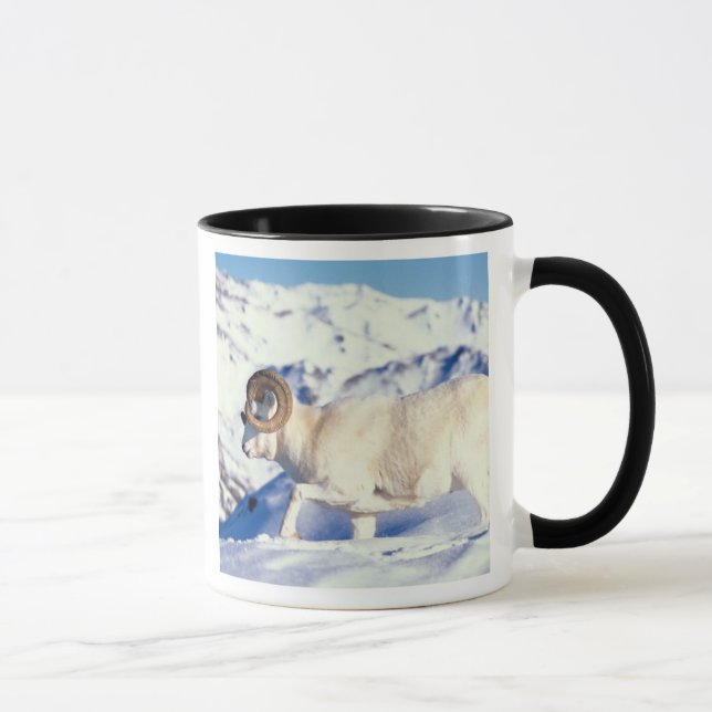 Caneca carneiro de Dall, Ovis dalli, carneiro com chifres (Direita)