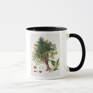 Caneca Castanha, gravada por A. Haase (litho da cor