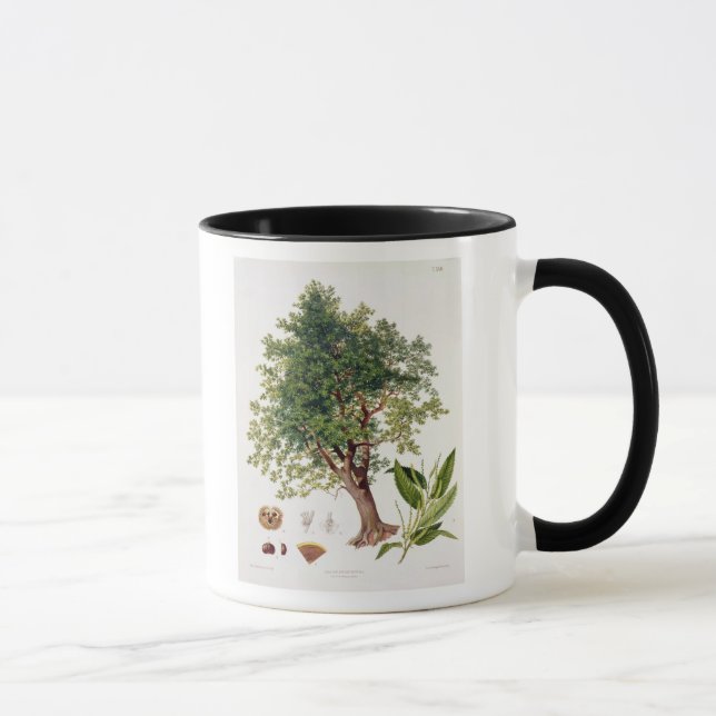 Caneca Castanha, gravada por A. Haase (litho da cor (Direita)