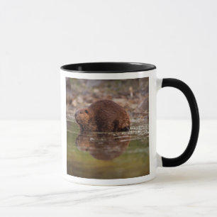 Caneca castor, Castor canadensis, vai nadar