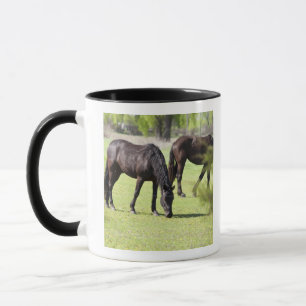 Caneca cavalos que pastam em uma fazenda do cavalo