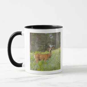 Caneca Cervos de mula (hemionus do Odocoileus) no prado