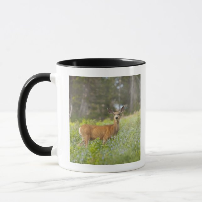 Caneca Cervos de mula (hemionus do Odocoileus) no prado (Esquerda)
