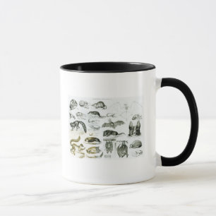 Caneca Cheiroptera, Insectivora