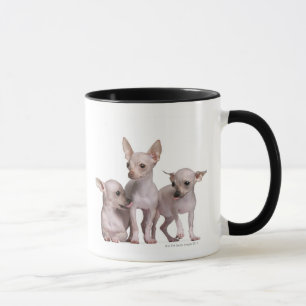Caneca Chihuahua calva (5 e 7 meses velho)
