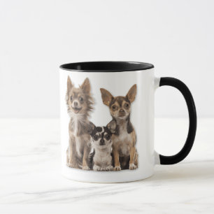 Caneca Chihuahua Puppies