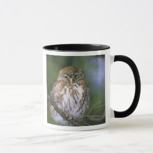 Caneca Chile, Aysen. Juvenil Autral Pygmy Owl