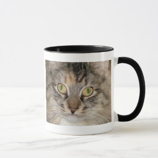 Caneca cinzenta do gato de gato malhado