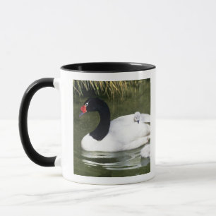 Caneca Cisne de pescoço preto adulto e filhotes na água.
