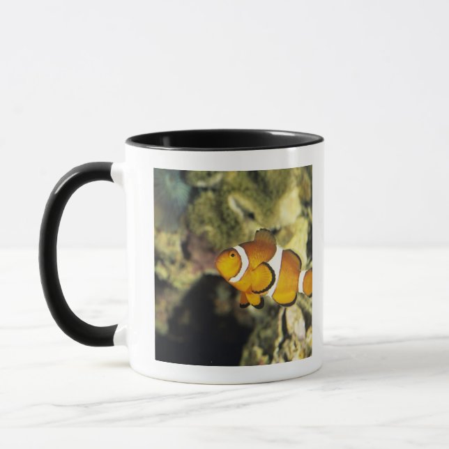 Caneca Clownfish comuns (ocellaris do Amphiprion), (Esquerda)