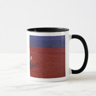 Caneca Colheita de Cranberry, Middleboro, MA, EUA