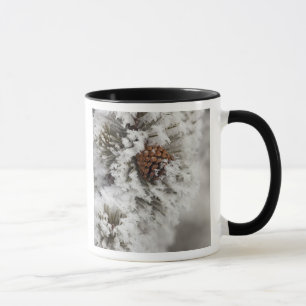 Caneca Cone Lodgepole Pine no inverno em Yellowstone