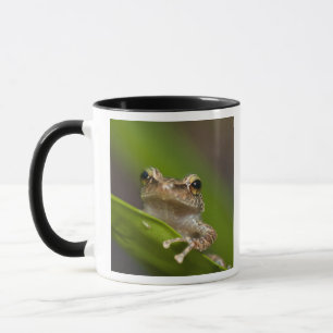 Caneca Coqui comum, Eleutherodactylus coqui