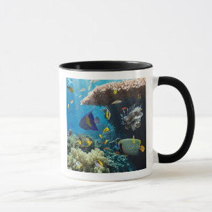 Caneca Coral e peixes no Mar Vermelho, Egipto