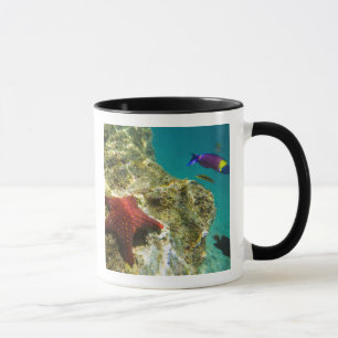 Caneca Cortez Rainbow Wrasse macho e fêmea e o mar