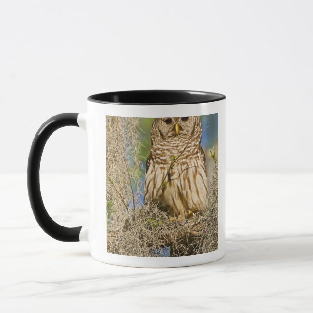 Caneca Coruja-barreada (Strix varia) empoleirada em árvor (Esquerda)