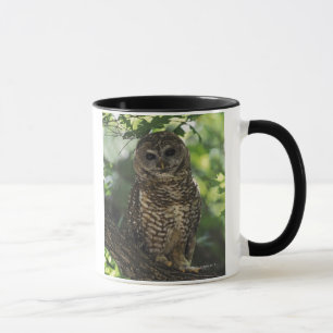 Caneca Coruja manchada mexicano na vara no carvalho de