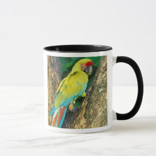Caneca Costa Rica, Arara Ambigua, Arara-verde-grande.