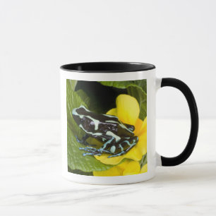 Caneca Costa Rica, península de Osa. Fim-acima do veneno