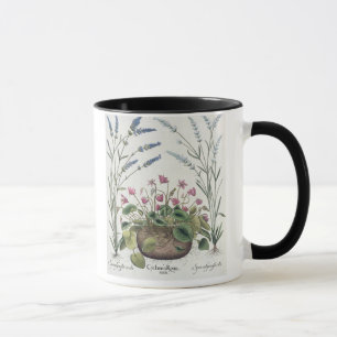 Caneca Cyclamen e lavanda: 1.Cyclamen Romanum; 2.Spica