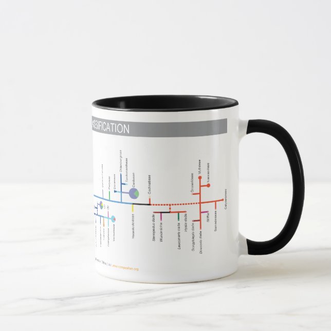 Caneca da classificação do Compositae (Direita)