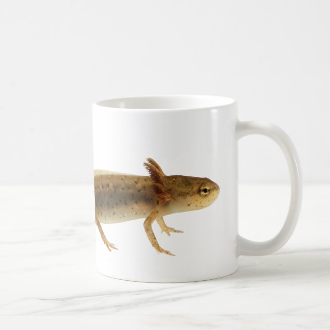 Caneca da larva do Newt (Direita)