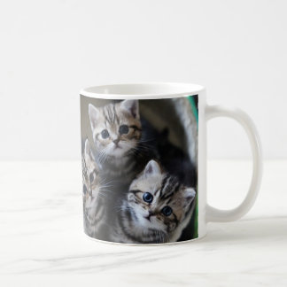 CANECA DE CAFÉ 3匹のアメリカンショートヘアの子猫たち マグカップ
