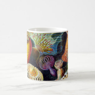 Caneca De Café Actiniae por Ernst Haeckel