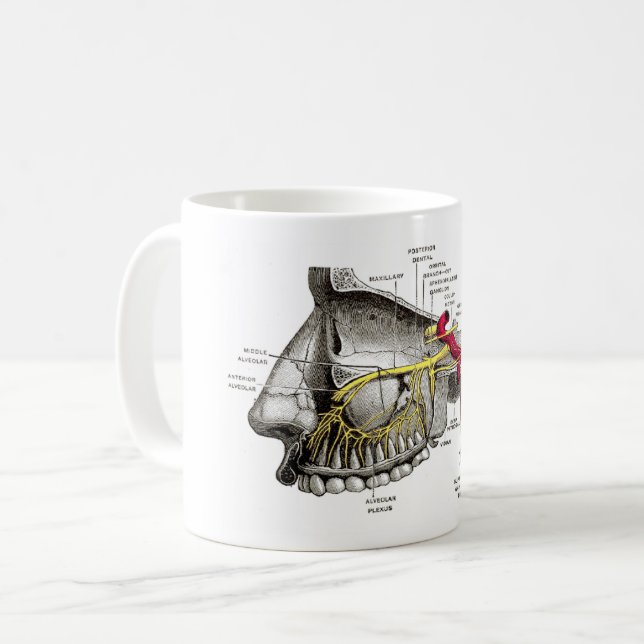 Caneca De Café Anatomia Maxillary do ser humano dos nervos (Frente Esquerda)