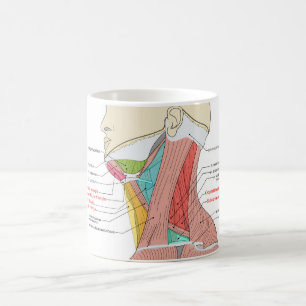 Caneca De Café Anterior Triângulo Posterior Anatomia do pescoço M