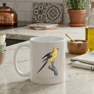 Caneca De Café Aratinga-sol ou Jandaia-sol Aratinga solstitialis