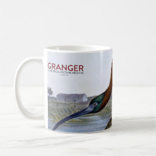 Caneca De Café Audubon: Íbis lustrosos