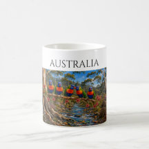 Australia Rainbow Lorikeet & Echidna Stream