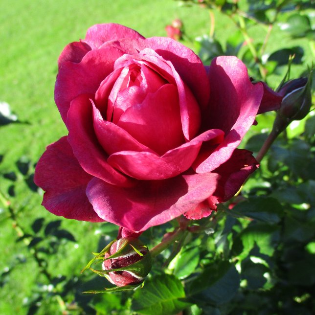 Caneca De Café BAR-127 Mug (Criador carregado)