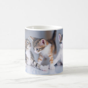 Caneca De Café Bebês Mais Pobres 3 Gatinhos Tabby