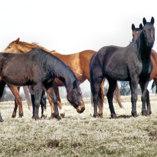 CANECA DE CAFÉ CAVALOS (Criador carregado)